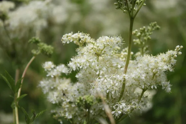 Çiçek açan çayır tatlısı çayırda