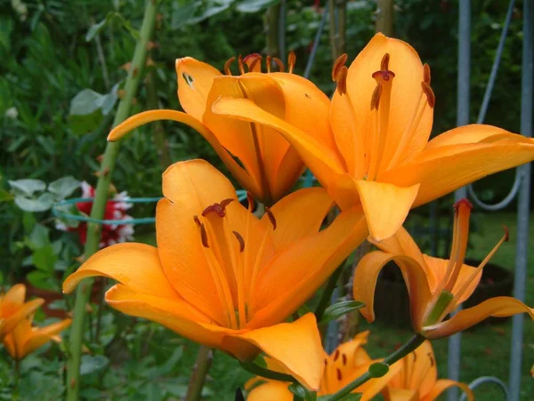 Flores Lirio Naranja Jardín — Foto de Stock