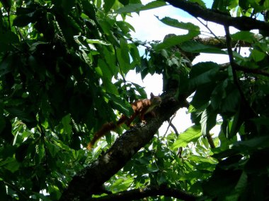 Ceviz ağacındaki sincap