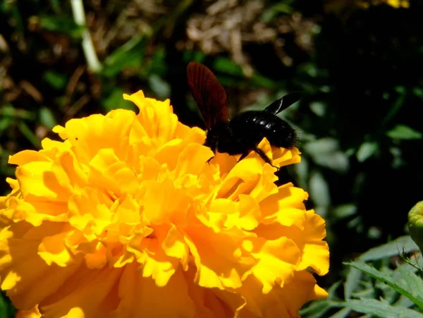 Carpenter Bee Yellow Flower — Stock Photo, Image