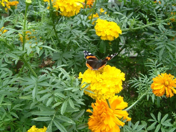 Red Admiral Marigold — Stock Photo, Image