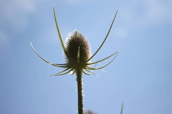 Cardo Natureza Verão — Fotografia de Stock