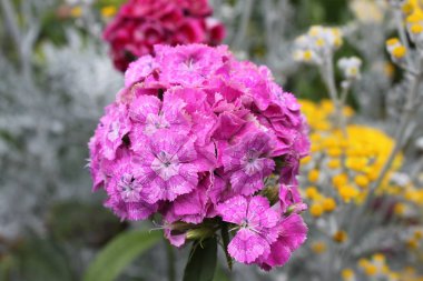 Bahçedeki pembe karanfil