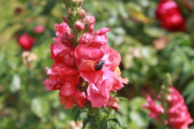 Bahçedeki kırmızı aslanağzı