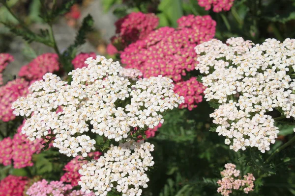 Розовая Белая Цветущая Пряжа Саду — стоковое фото