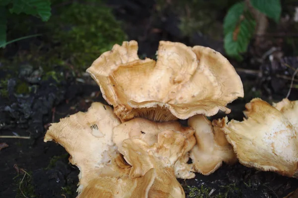 Champignon Brun Dans Forêt — Photo