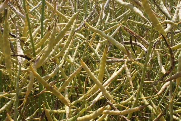 Campo Estupro Verão — Fotografia de Stock