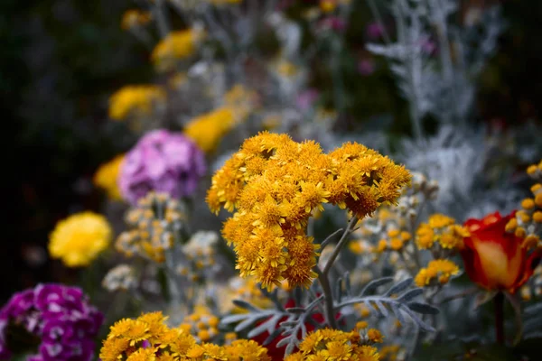 Flores Coloridas Jardim — Fotografia de Stock