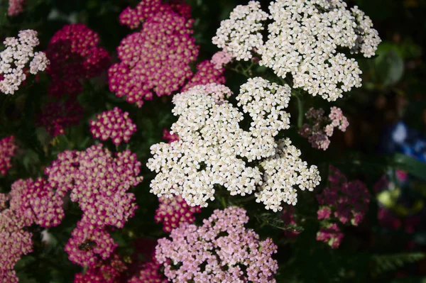 분홍빛 정원에 — 스톡 사진