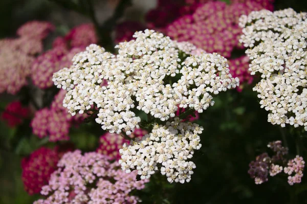 Pink White Blossoming Yarrow Garden — Stock Photo, Image