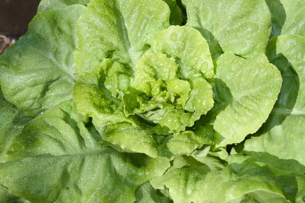 Salada Verde Após Chuva — Fotografia de Stock