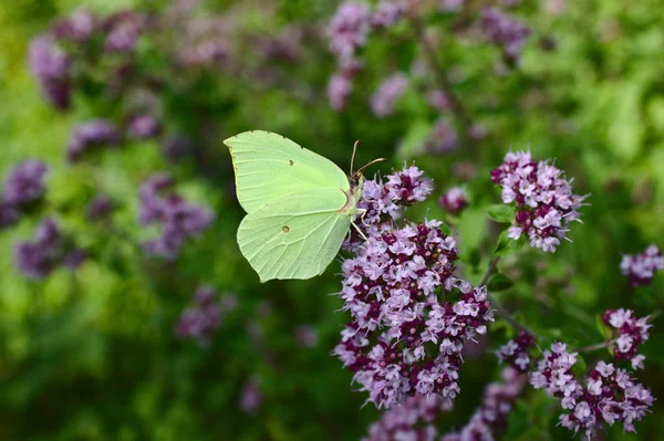 Papillon Soufre Sur Une Menthe Dans Forêt — Photo