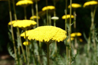 Bahçedeki eğreltiotu fidanı.