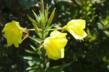 bahçede güzel suncup