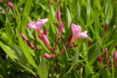 Bahçede çiçek açan pembe zakkum.