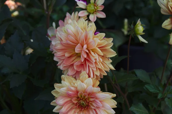 Kolorowe Dahlia Ogrodzie — Zdjęcie stockowe