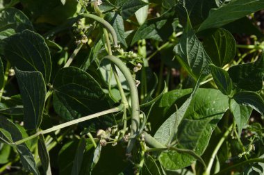 Bahçede çiçek açan fasulyeler.