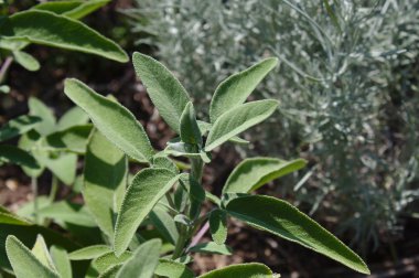 Bahçede sağlıklı adaçayı