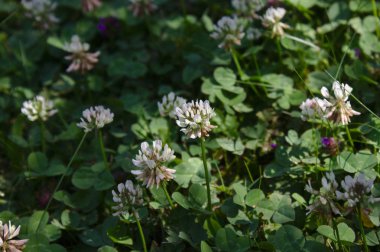 Çayırdaki beyaz yonca