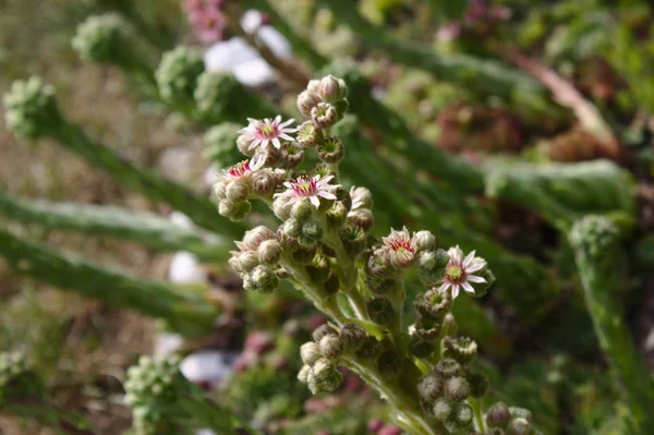 Houseleek Blommar Trädgården — Stockfoto