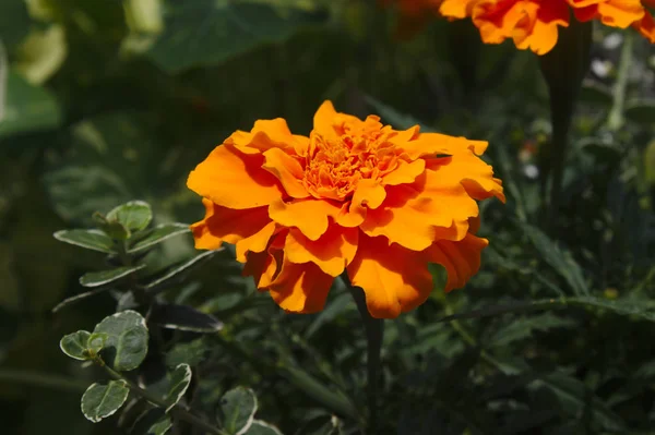 Hermosa Caléndula Jardín —  Fotos de Stock