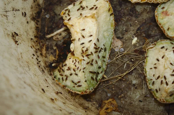 armut üzerinde birçok meyve sinekler