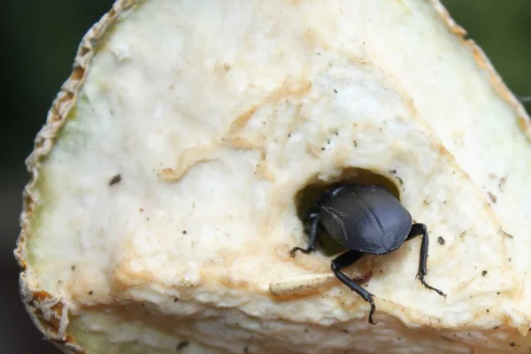 Besouro Menor Veado Melão — Fotografia de Stock