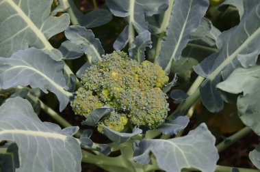 Yazın bahçede brokoli.