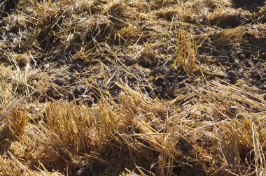 hasattan sonra bir tarla