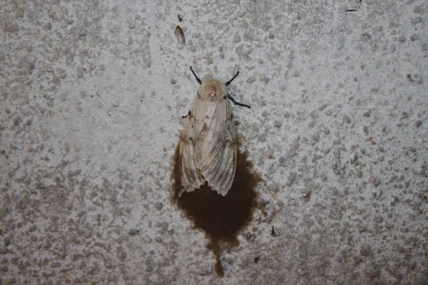 Polilla Gitana Pared — Foto de Stock