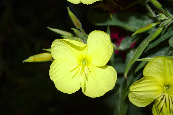 Bloeiende Zonnebeker Het Donker — Stockfoto