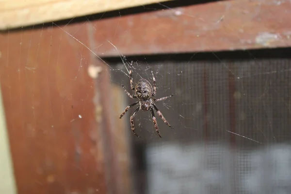 Walnut Orb Weaver Spider Spider Web — Stock Photo, Image