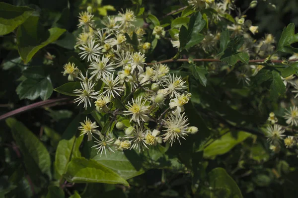 Floraison Raisin Sauvage Dans Nature — Photo