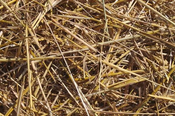 Straw Sunny Day — Stock Photo, Image