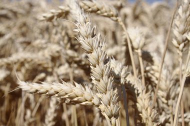 Yazın buğday tarlası