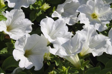 Bahçede beyaz petunya