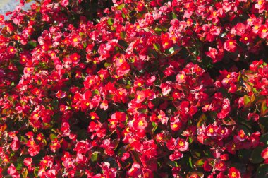 Bahçede balmumu begonyası