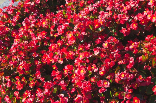 Bahçede balmumu begonyası