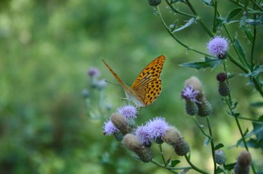 ormanda gümüş yıkanmış fritiller