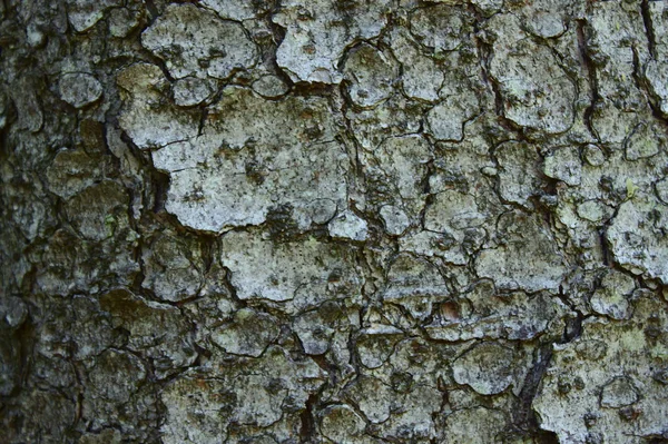 bark of a tree with a structure