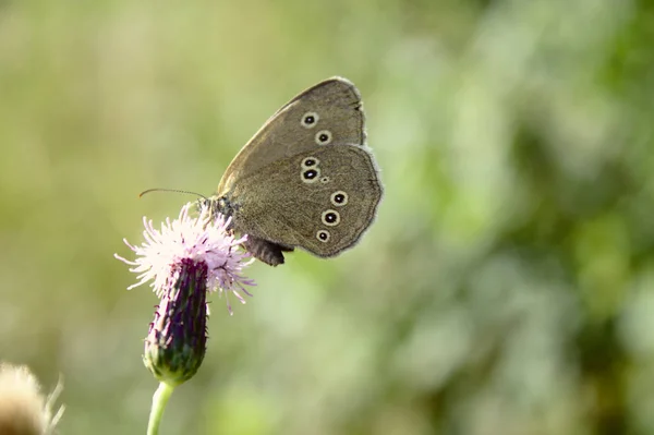 Farfalla Ricciolo Nella Foresta — Foto Stock
