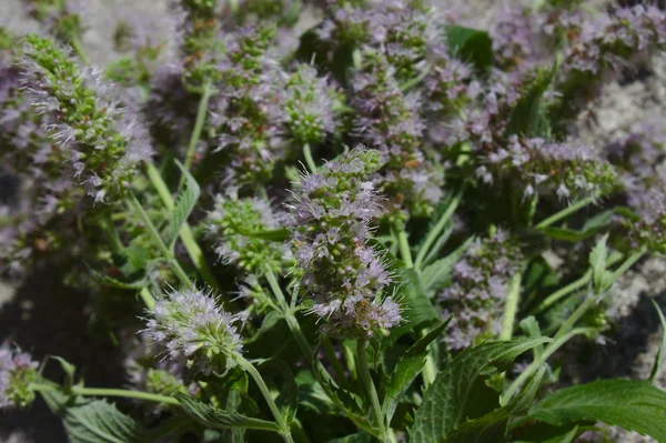 Zdrowy Horsemint Lecie — Zdjęcie stockowe