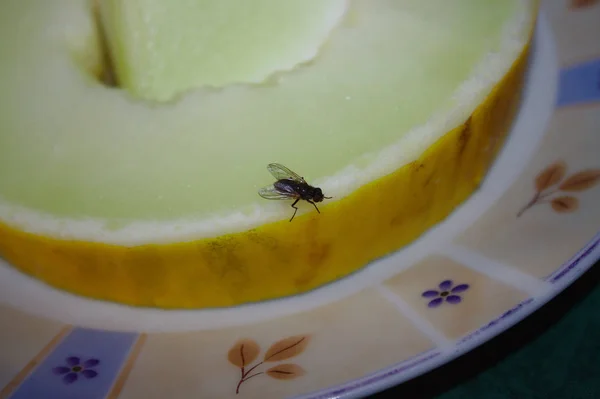 Pequeño Mosca Doméstica Sobre Melón — Foto de Stock