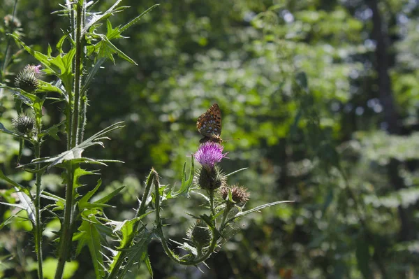 Fritillary Plateado Bordeado Bosque — Foto de Stock