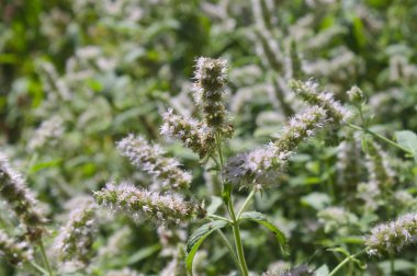 Yazın sağlıklı beslenme.