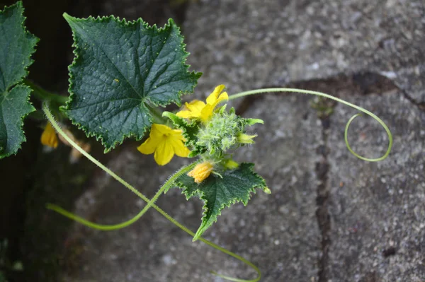 bir salatalık bitki çiçekleri