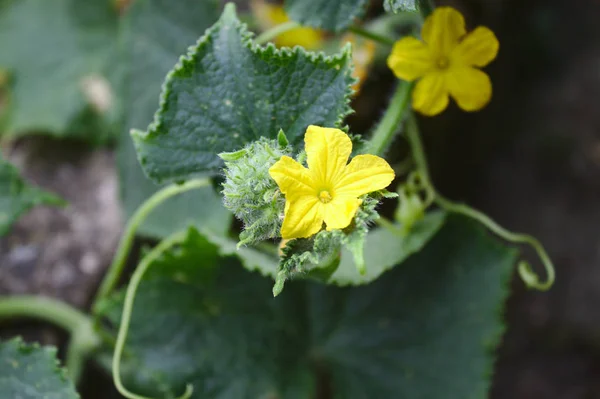 Fleurs Une Plante Concombre — Photo