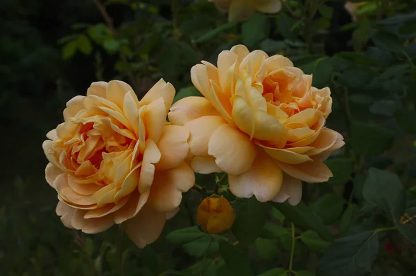 Rosa Amarela Jardim Verão — Fotografia de Stock