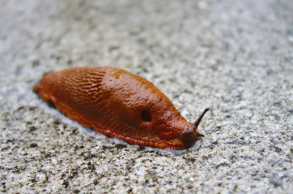 Red Slug Stone Ground — Stock Photo, Image