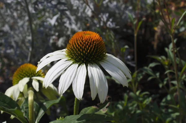 Coneflower Branco Jardim — Fotografia de Stock